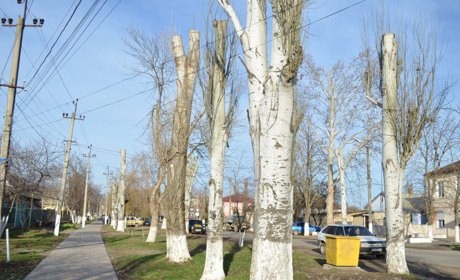 Дерева заплатили гіллям за безпеку біляївців: у місті пройшла обпиловка 