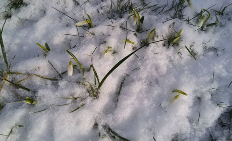 Поліція зловила уже трьох людей, що продавали підсніжники. Це заборонено