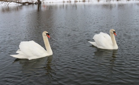 Фоторепортаж. П’ять ознак того, що весна уже в Старконі