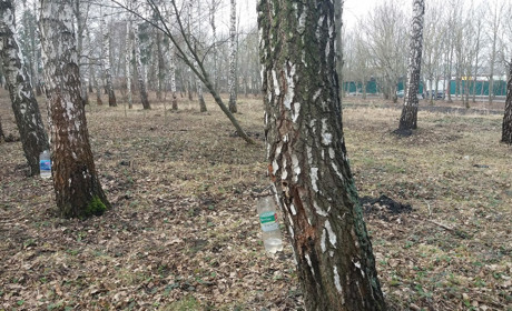 “Я цей парк садив, тож маю право”. Чи не шкодить березам збирання соку