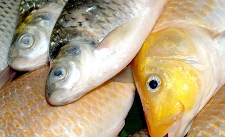 Де у місті дозволено ловити рибу під час весняного нересту