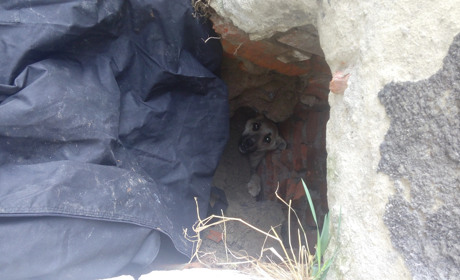 Безпородну собаку, яка потрапила у міні-ліфт в старому приміщенні райлікарні, рятували три години