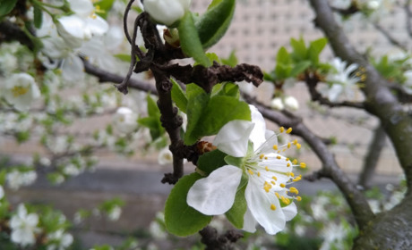 Фоторепортаж. Кілька днів тепла — і Старкон розквітає