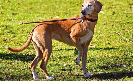 Всупереч здоровому глузду і чинному законодавству. Чому собак вигулюють на шкільних стадіонах