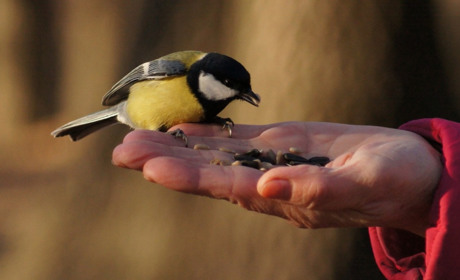 Мама Червоної Шапочки 
