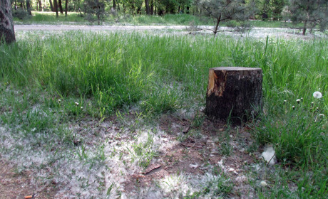 Тополиный пух, жара...  аллергия – что советуют мелитопольцам медики?