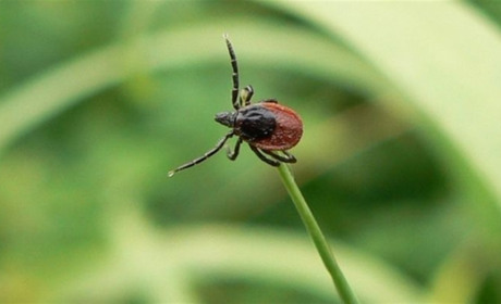 Клещи охотятся за мелитопольцами в городе и за городом: количество укушенных растет с каждым днем 