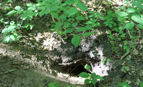 У лісі, біля села Підгірне, знайшли речі підпільників ОУН