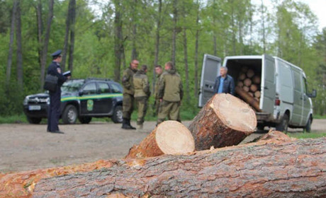 Чорні лісоруби продовжують рубати ліс на Звягельщині