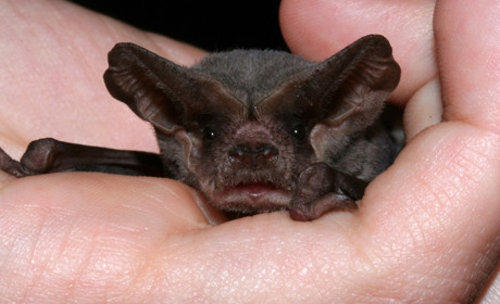 «Живем, словно в замке среди вампиров»: как жильцам соседствовать с краснокнижными животными