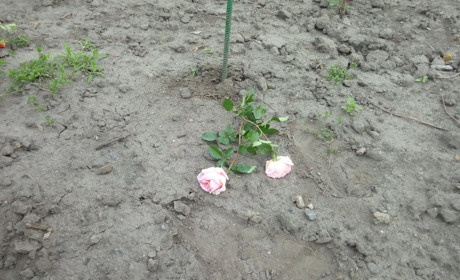 Невідомі зловмисники викрали 34 кущі троянд з липової алеї