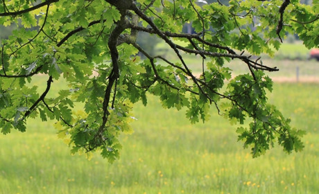Зрубав сім дубів і «заробив» 100 тисяч гривень