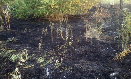 От костра с мусором загорелись дачные участки возле Удачного