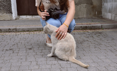 Фоторепортаж: коти і місто