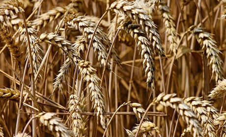 Новини міста та району за 6-12 серпня: сто тисяч тонн зерна від хліборобів та видовище від авіаторів