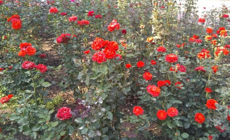 Старкон квітує: впізнай клумбу на фото