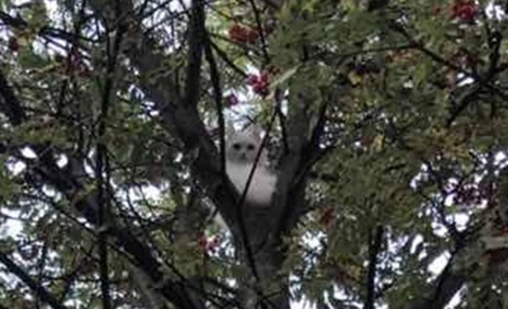 Видерся на дерево, а злізти не зміг