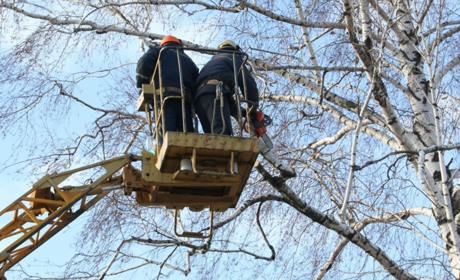 В центральном сквере Волновахи появились опасные деревья
