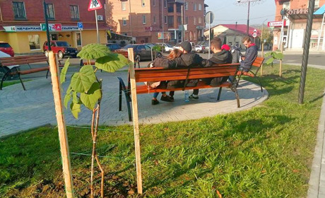 У Жмеринці висадили дерева, що поглинають нукліди