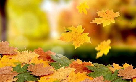 Как провести выходные в Мелитополе и Мелитопольском районе 13-14 октября