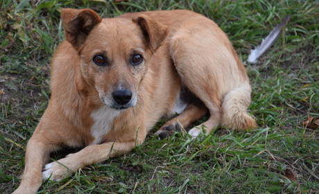 Рассказ. Собачья история