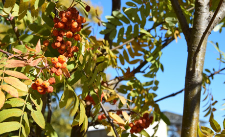 Опитування на вулиці. Яке свято 14 жовтня відзначаєте?