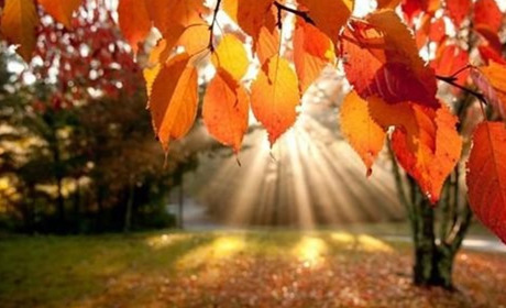 Бабине літо повертається: якою буде погода у Старокостянтинові 27 жовтня-2 листопада