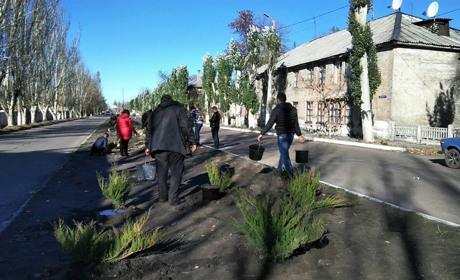 175 растений: на одной из улиц Торецка провели озеленение