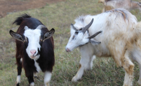 Огляд соцмереж: що обговорювали троїчани на тижні