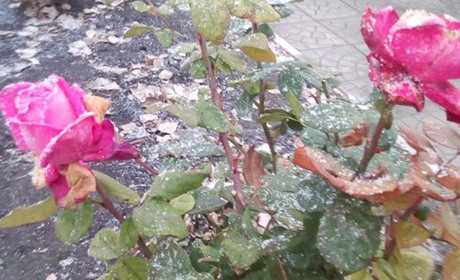 Фото дня: перший сніг в Троїцькому