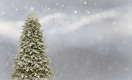 Торетчане сами выберут Новогоднюю ёлку для города