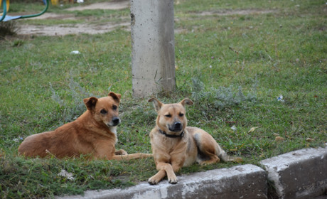 У Троїцькому тварин від сказу вакцинують безкоштовно