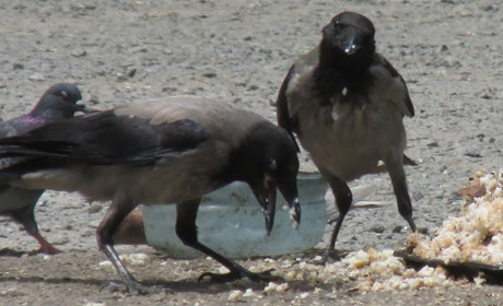 Как по клюву отличить грача от вороны: о птицах зимнего города мелитопольцам расскажет орнитолог
