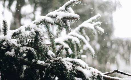 Зима близко: фото торетчан с первым снегом