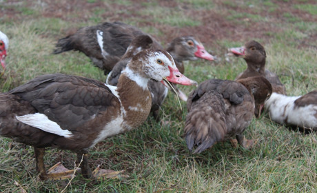 Як царівці вирощують домашню птицю