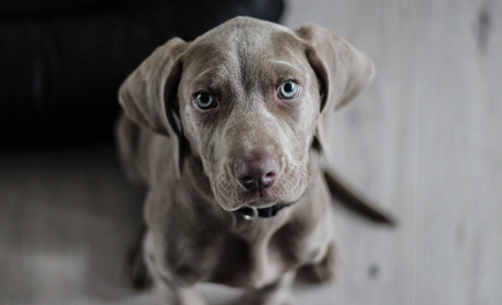 Фотопідбірка: Домашні улюбленці в Instagram