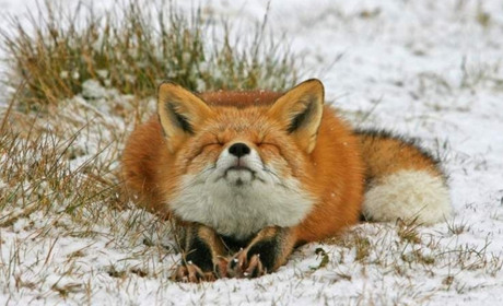 У троїцькому лісі розкладають вакцини проти сказу 