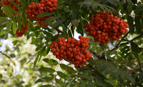 Цікавинка. Чи ростуть яблука на горобині