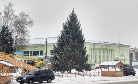 Новорічна ялинка в Мену приїхала з Корюківки