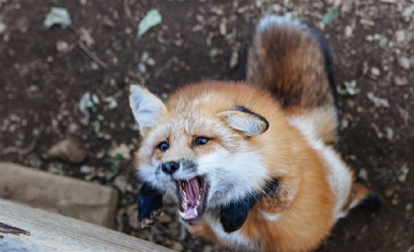 В Садовом бешеная лиса укусила дворовую собаку – и теперь в селе введен карантин на 2 месяца