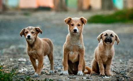 Собак з притулку потруїли