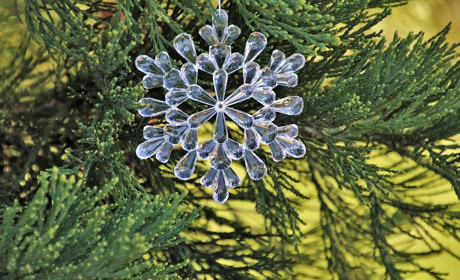 Новини міста 17-23 грудня: отруєння собак, різдвяні ярмарки та бюджет на Новий рік