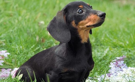 Рассказ. Везучая Динка