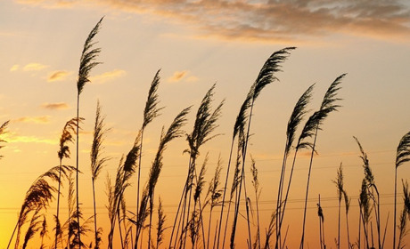 Река Молочная – тростниковые берега: какие виды птиц в них обитают