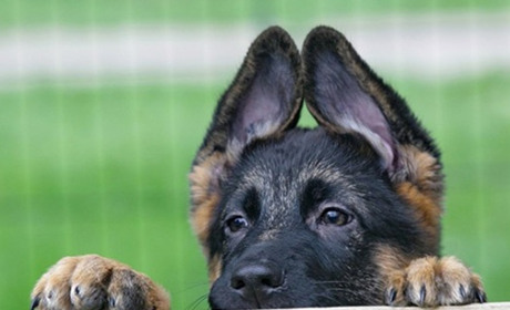 Велика собака напала на перехожого по дорозі в напрямку села Бабичеве