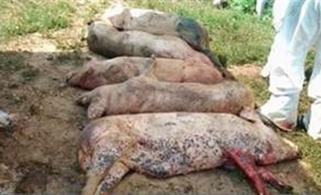 У 2018 на Володимиреччині було два випадки африканської чуми свиней. Зараз ситуація контрольована