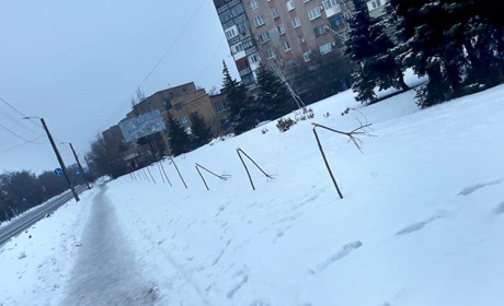 Вандалы сломали три дерева на аллее сакуры. Реакция торетчан