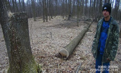 21 лютого у Полицькому лісництві четверо чоловіків хотіли вкрасти дуби, але їх спіймали лісники
