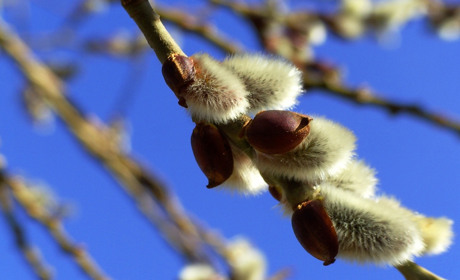 Погода на 1-8 березня: якими будуть перші весняні дні