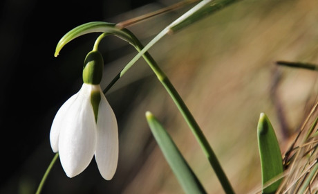 Погода на 9-15 березня: незначне похолодання, але весна не відступить